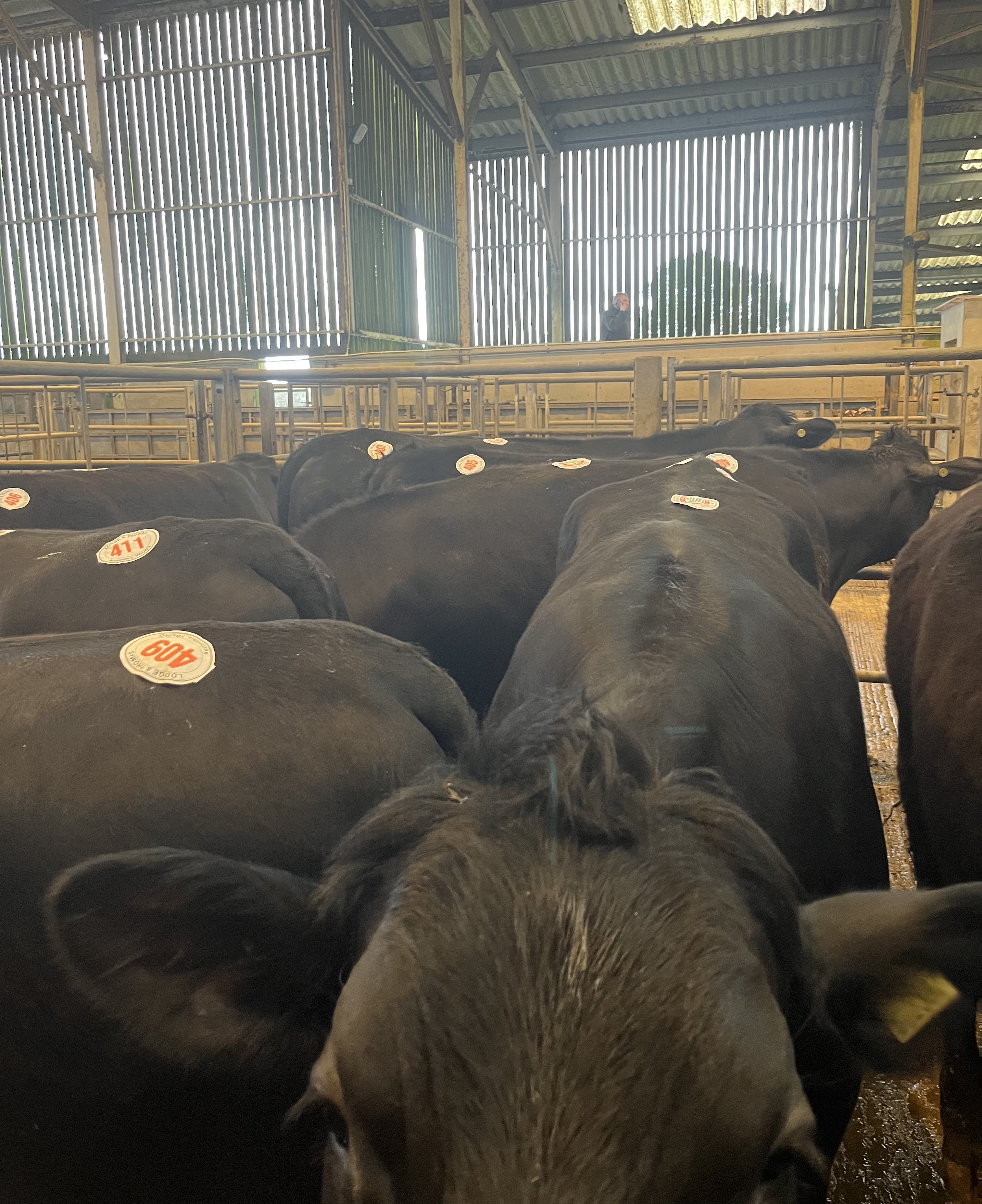 kyr-med-klistremerker-1