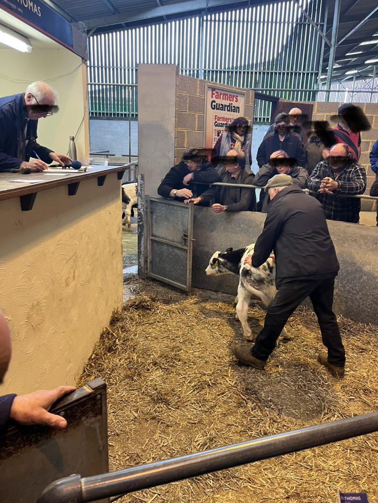 Truro kalv blir dyttet