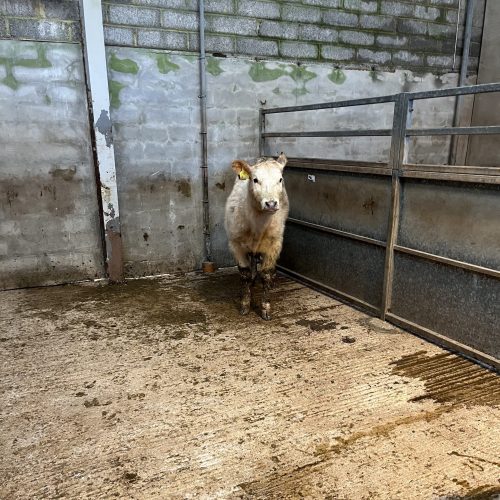 2-Kalv-bare-en-vare-2