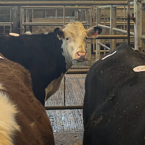 okse blandt okser kopi